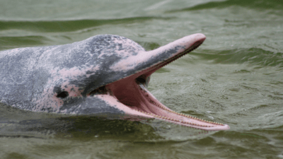 Indo-Pacific Humpback Dolphin
