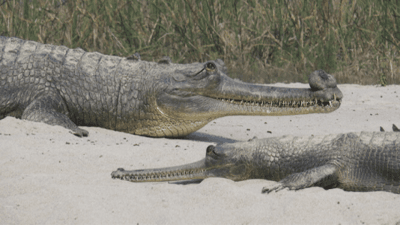 Katarniya Ghat Wildlife Sanctuary