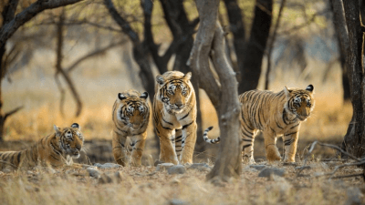 Madhav National Park
