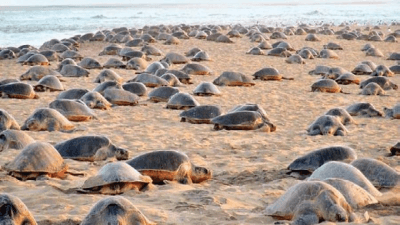 Gahirmatha Marine Sanctuary