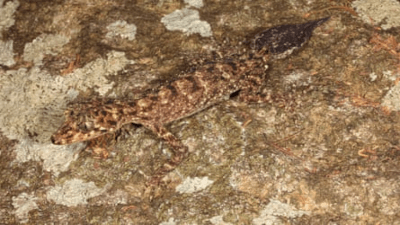 Phyllurus fimbriatus