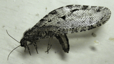 Polystoechotes punctate