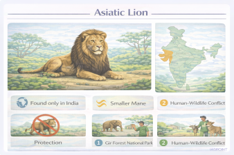 Asiatic Lion