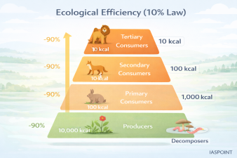 Ecological Efficiency (10% Law)