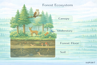 Forest Ecosystem