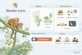 Slender Loris
