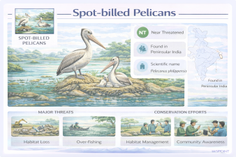 Spot-billed Pelicans