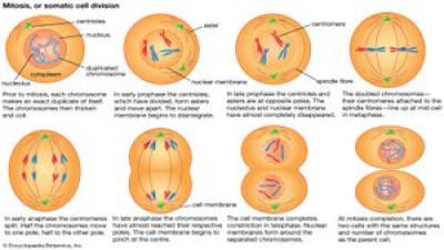 Difference Between Mitosis and Meiosis