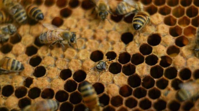 High Death Rates in Bee Colonies