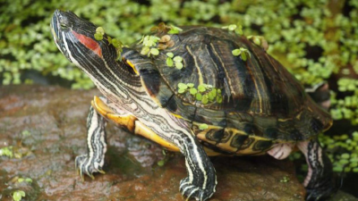 Red-Eared Sliders