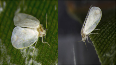 Rugose Spiralling Whitefly