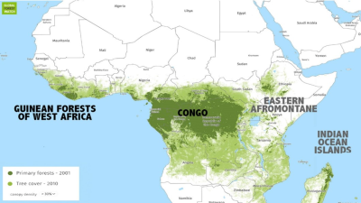 The Congo Rainforest