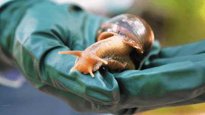 The Giant African Land Snail: A Threat to Florida’s Environment