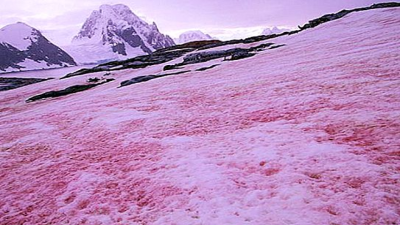 Watermelon Snow