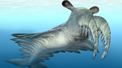 Anomalocaris canadensis