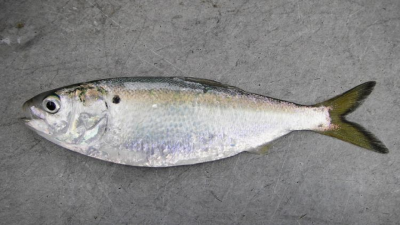 Atlantic Menhaden