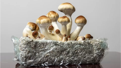 Australia Becomes First Country to Allow Prescription of MDMA and Magic Mushrooms for PTSD