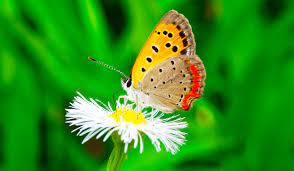 Impact of Climate Change on Lighter-colored Butterflies