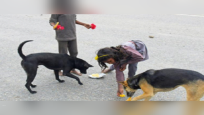 Candida auris in Stray Dogs