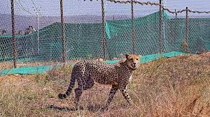Project Cheetah and Radio Collar Infections
