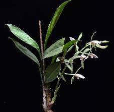 Cymbidium Lancifolium