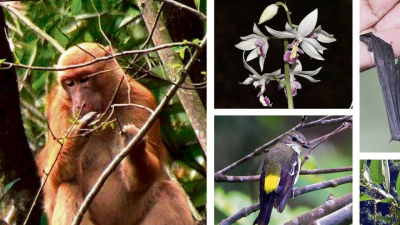 Faunal and Floral Discoveries of 2022
