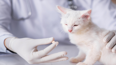 Feline Infectious Peritonitis (FIP)