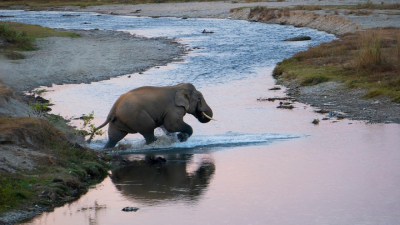 ‘Gajah Kotha’ Campaign
