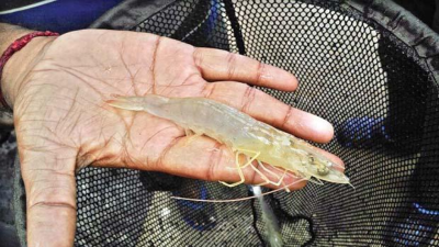India’s White Shrimp