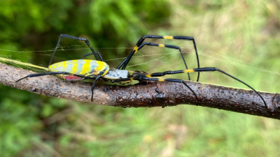 Joro Spiders