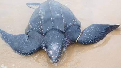 Leatherback Sea Turtle