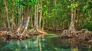 International Day for the Conservation of the Mangrove Ecosystem