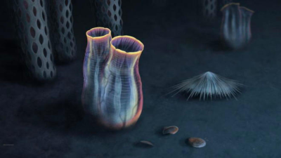 Megasiphon Thylacos, a new fossil species of tunicate discovered