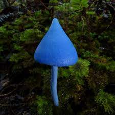 Entoloma hochstetteri
