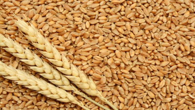 PBW RS1 Wheat Variety