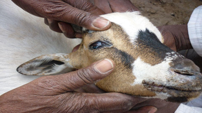 Peste Des Petits Ruminants