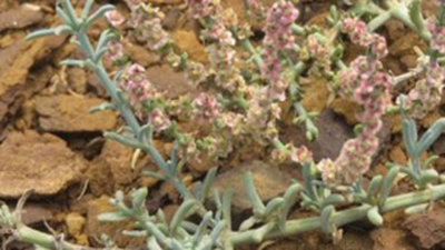 Salsola Oppositifolia Desfontani
