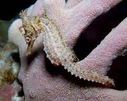 White Seahorse