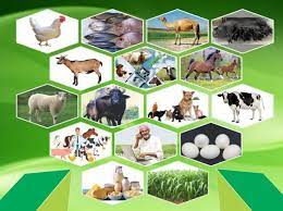 NITI Aayog’s guidelines for livestock telemedicine in India