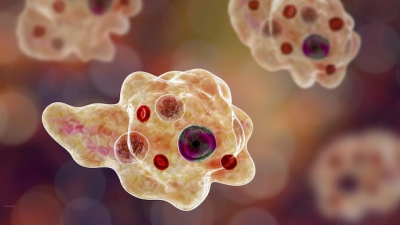 The Brain-Eating Amoeba Naegleria Fowleri