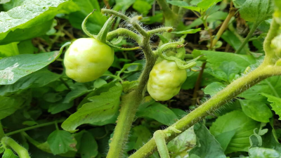 Cucumber Mosaic Virus (CMV) and Tomato Mosaic Virus (ToMV)