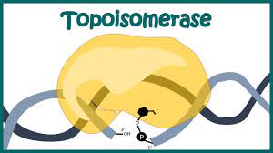 Topoisomerases