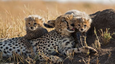 Translocation of African Cheetahs to Gandhi Sagar Sanctuary