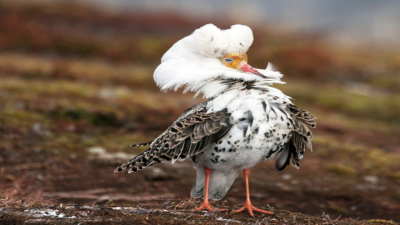 What is Bird Divorce?
