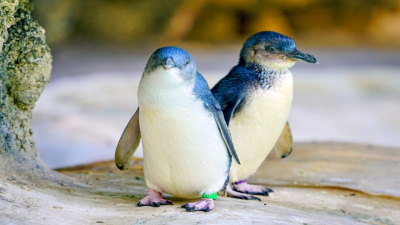 Wilson’s Little Penguin