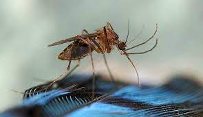 Eastern Equine Encephalitis (EEE)