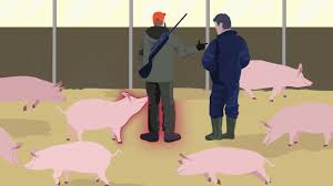 African swine flu
