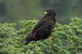 Black Eagle