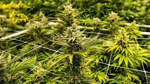 Cannabis