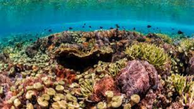 Coral Reefs and Important Observations on it